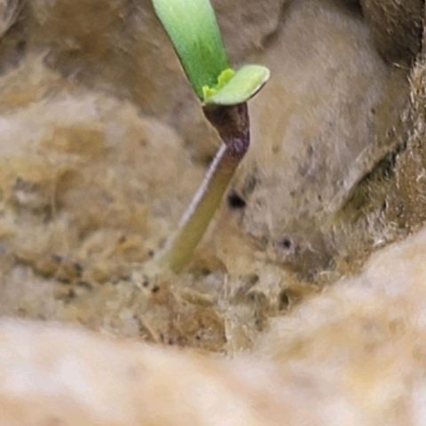 Dreamcrusher growlog timeline photo