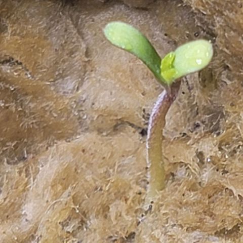 Dreamcrusher growlog timeline photo