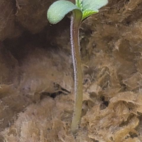 Dreamcrusher growlog timeline photo