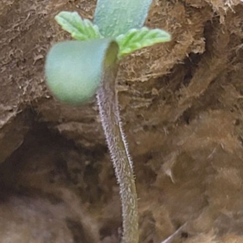 Dreamcrusher growlog photo: Healthy Growth signs