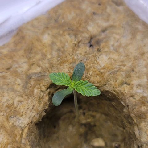 Dreamcrusher growlog timeline photo