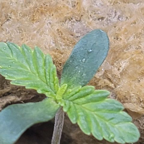 Dreamcrusher growlog timeline photo