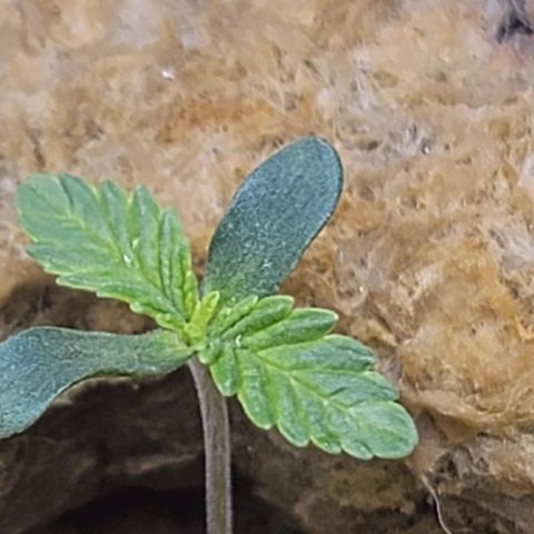 Dreamcrusher growlog timeline photo