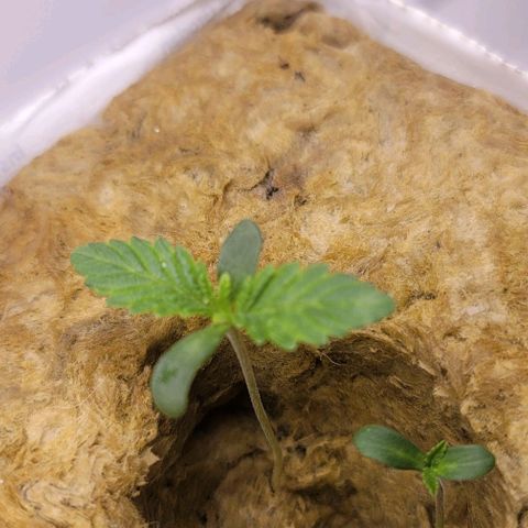Dreamcrusher growlog timeline photo