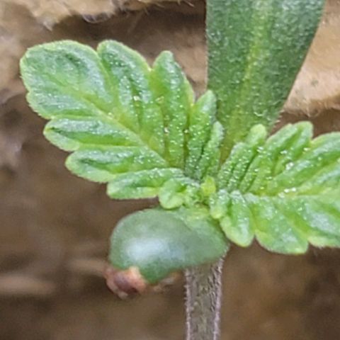 #3 growlog timeline photo