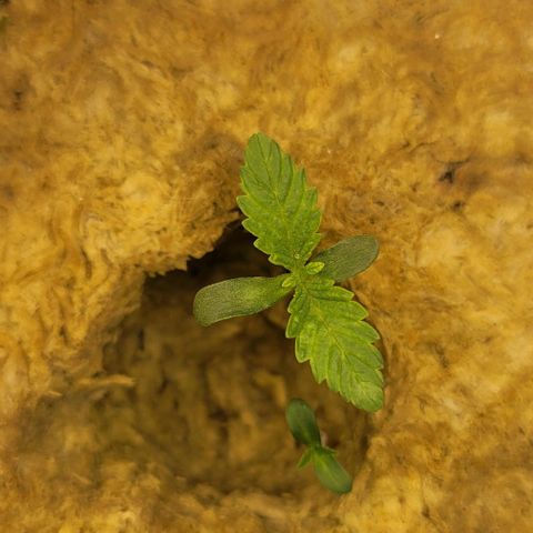 Dreamcrusher growlog timeline photo