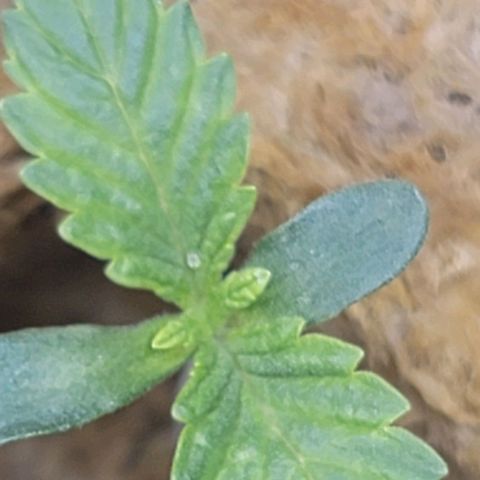 Dreamcrusher growlog timeline photo