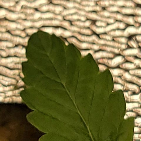 Dreamcrusher growlog timeline photo