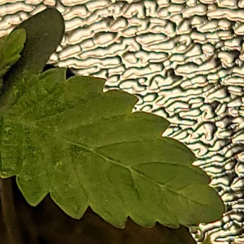 Dreamcrusher growlog timeline photo