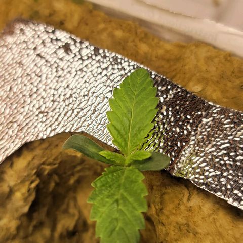 Dreamcrusher growlog timeline photo