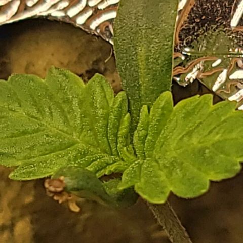 #3 growlog timeline photo