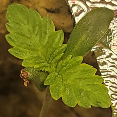 #3 growlog timeline photo