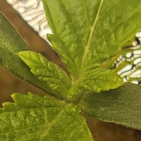 Dreamcrusher growlog timeline photo