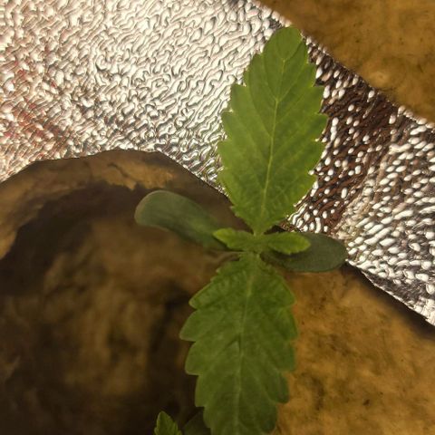 Dreamcrusher growlog timeline photo