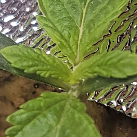 Dreamcrusher growlog timeline photo