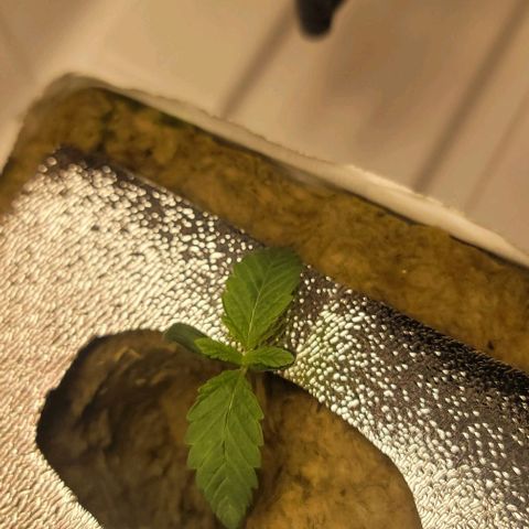 Dreamcrusher growlog timeline photo