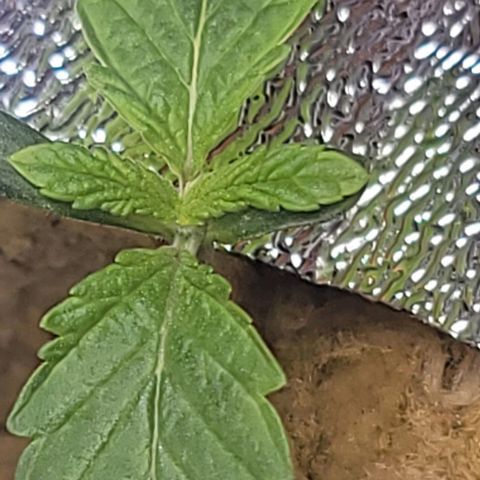 Dreamcrusher growlog timeline photo