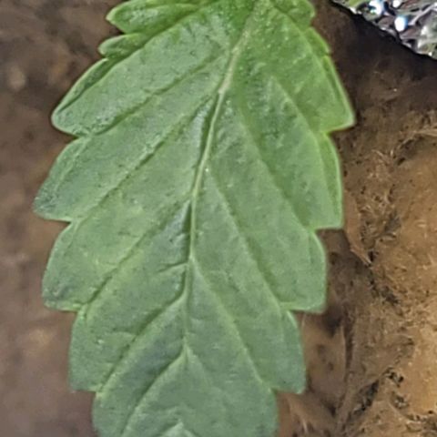 Dreamcrusher growlog timeline photo