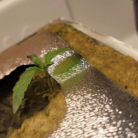 Dreamcrusher growlog timeline photo