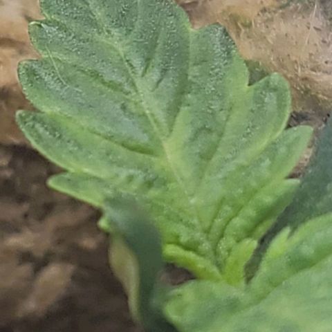 #3 growlog timeline photo