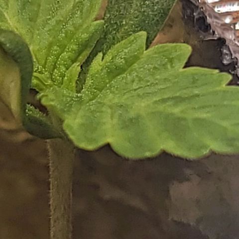 #3 growlog timeline photo
