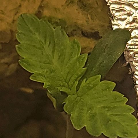 #3 growlog timeline photo