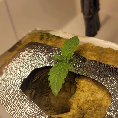 Dreamcrusher growlog timeline photo
