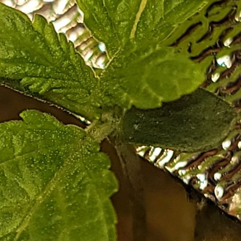 Dreamcrusher growlog timeline photo