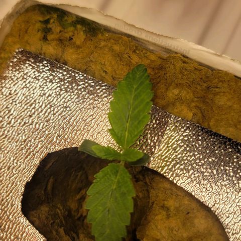 Dreamcrusher growlog timeline photo