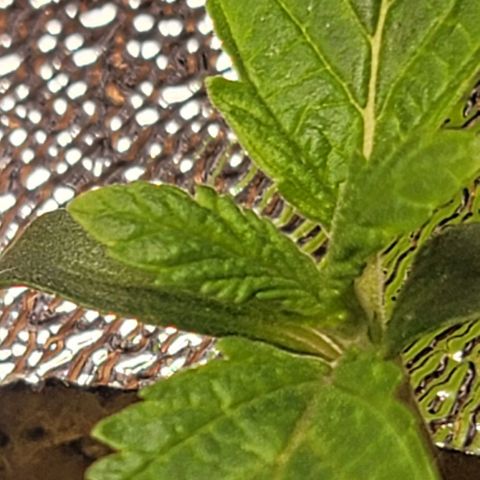 Dreamcrusher growlog timeline photo