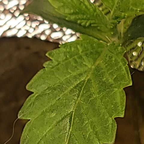 Dreamcrusher growlog timeline photo