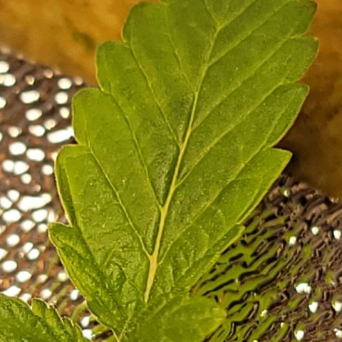 Dreamcrusher growlog timeline photo