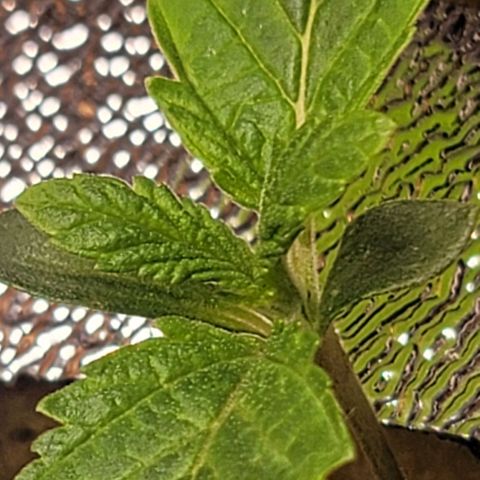 Dreamcrusher growlog timeline photo