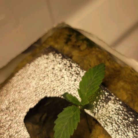 Dreamcrusher growlog timeline photo