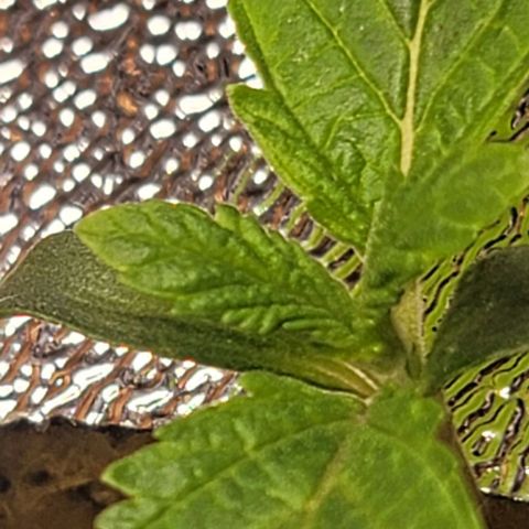 Dreamcrusher growlog timeline photo