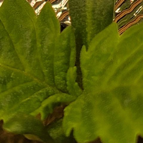 #3 growlog timeline photo