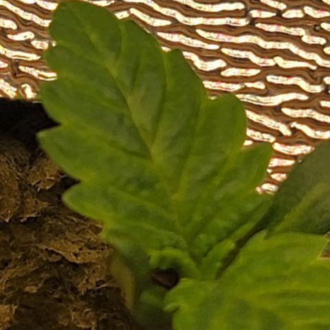 #3 growlog timeline photo