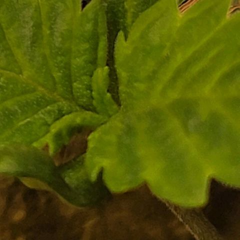 #3 growlog timeline photo