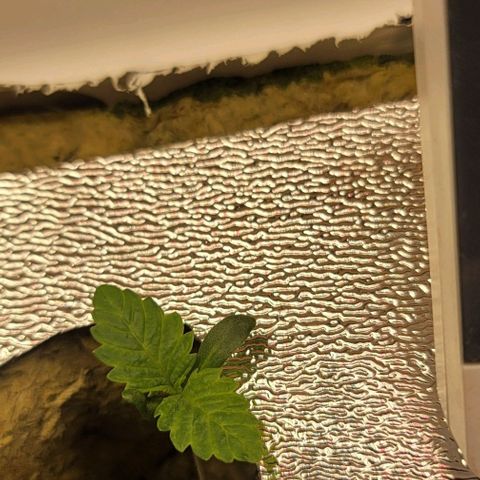 #3 growlog timeline photo