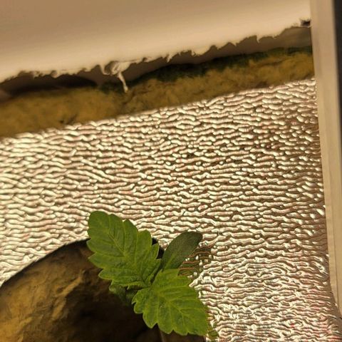 #3 growlog timeline photo