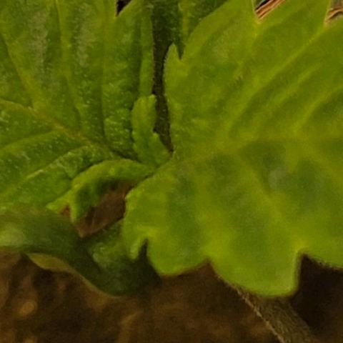 #3 growlog timeline photo