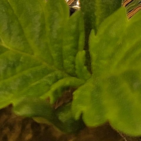 #3 growlog timeline photo