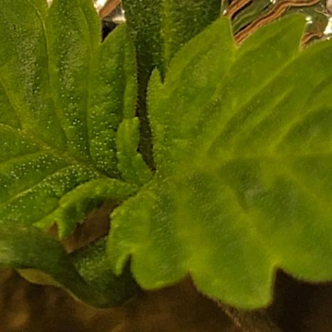 #3 growlog timeline photo