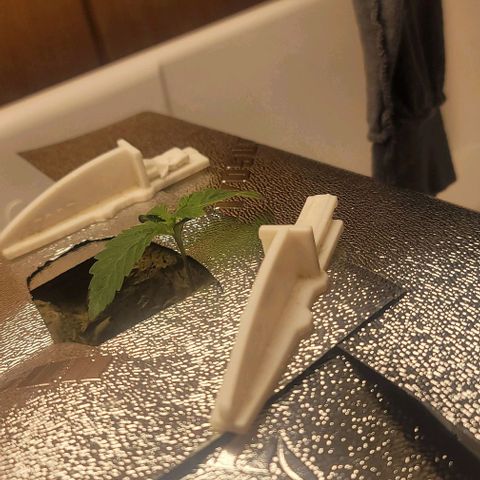 Dreamcrusher growlog timeline photo