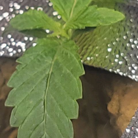 Dreamcrusher growlog timeline photo