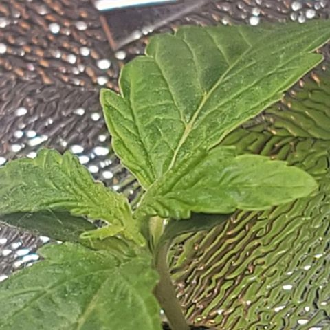 Dreamcrusher growlog timeline photo