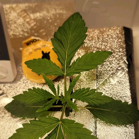 Dreamcrusher growlog timeline photo