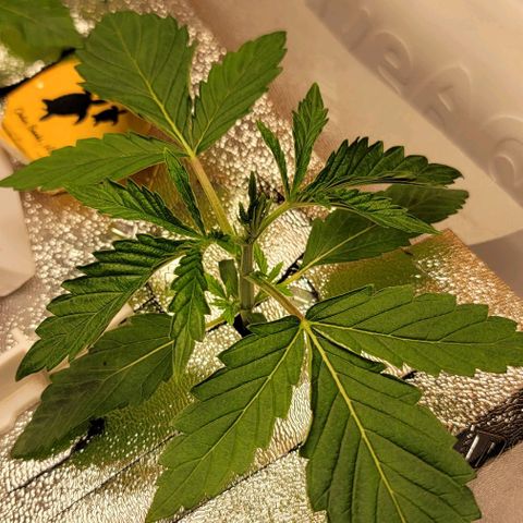 Dreamcrusher growlog timeline photo