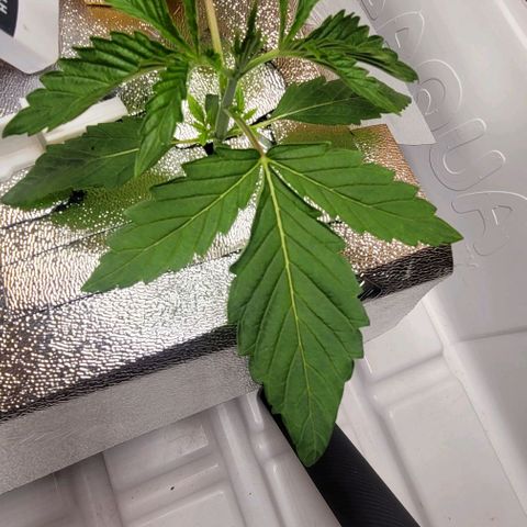 Dreamcrusher growlog timeline photo