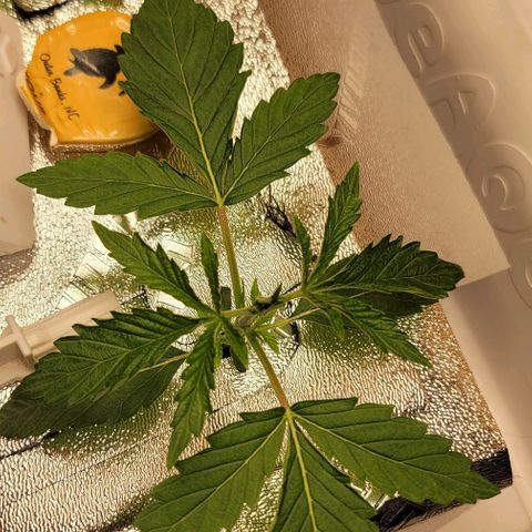 Dreamcrusher growlog timeline photo